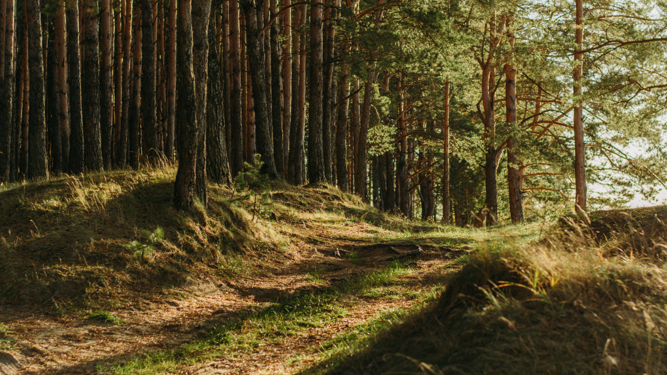 Brown, Pflanzen-Gemeinschaft, Naturlandschaft, Holz, Baum. Wallpaper in 1366x768 Resolution