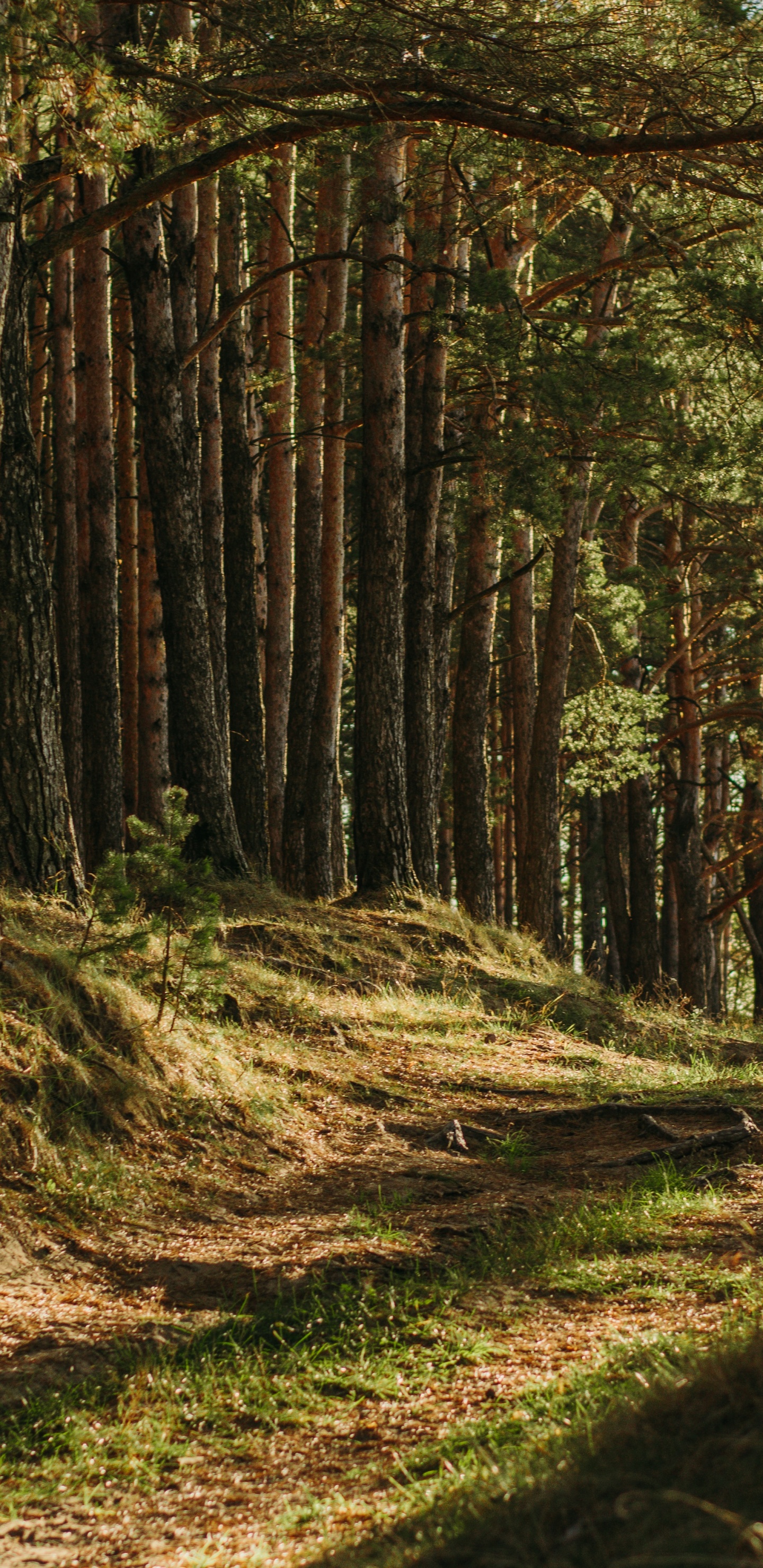Brown, Pflanzen-Gemeinschaft, Naturlandschaft, Holz, Baum. Wallpaper in 1440x2960 Resolution