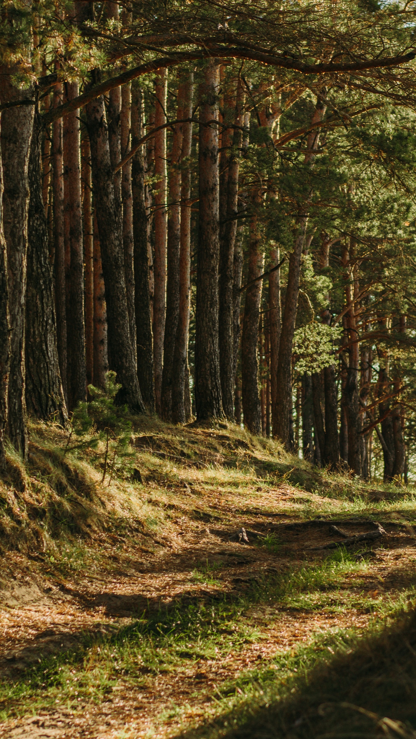 Brown, Plant, Plant Community, Natural Landscape, Wood. Wallpaper in 1440x2560 Resolution