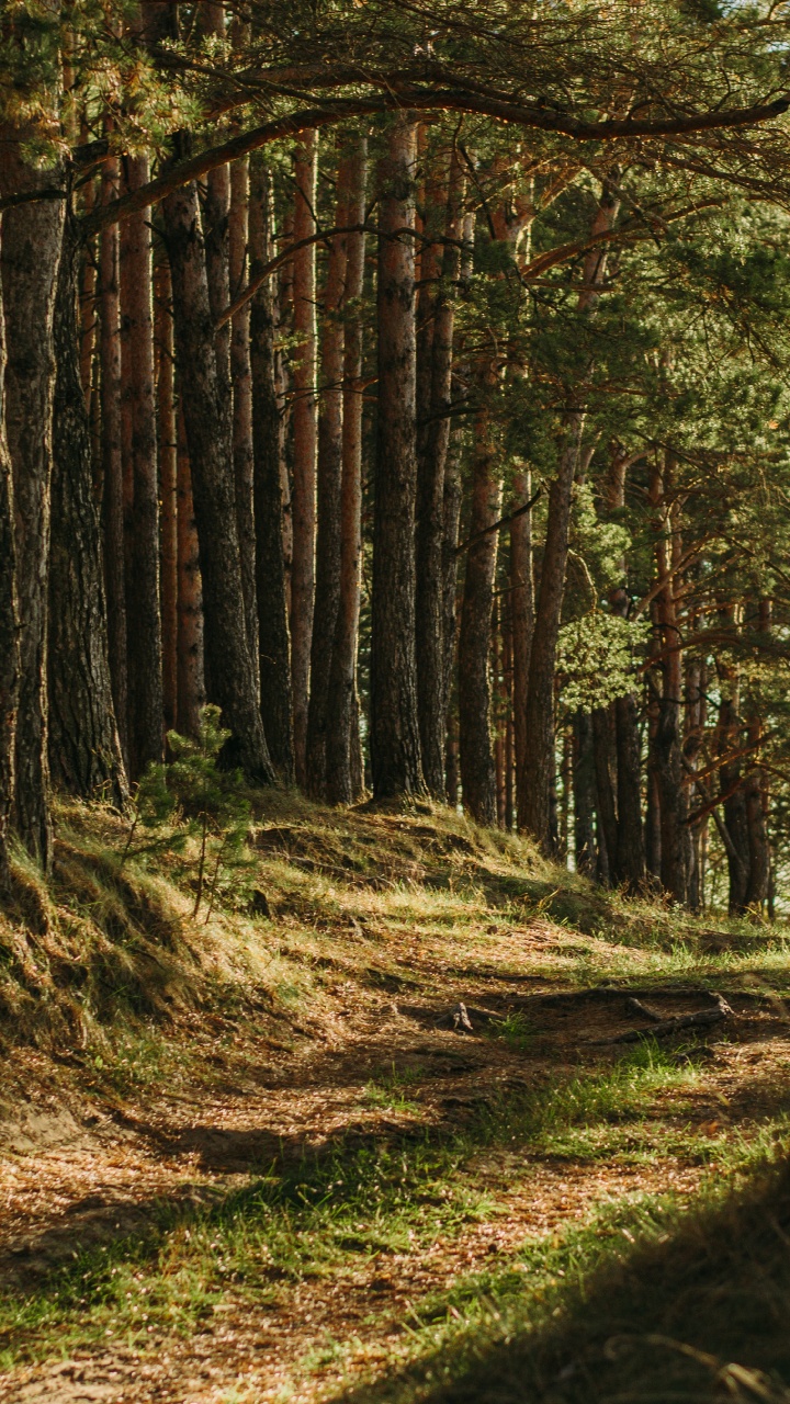 Brown, Plant, Plant Community, Natural Landscape, Wood. Wallpaper in 720x1280 Resolution