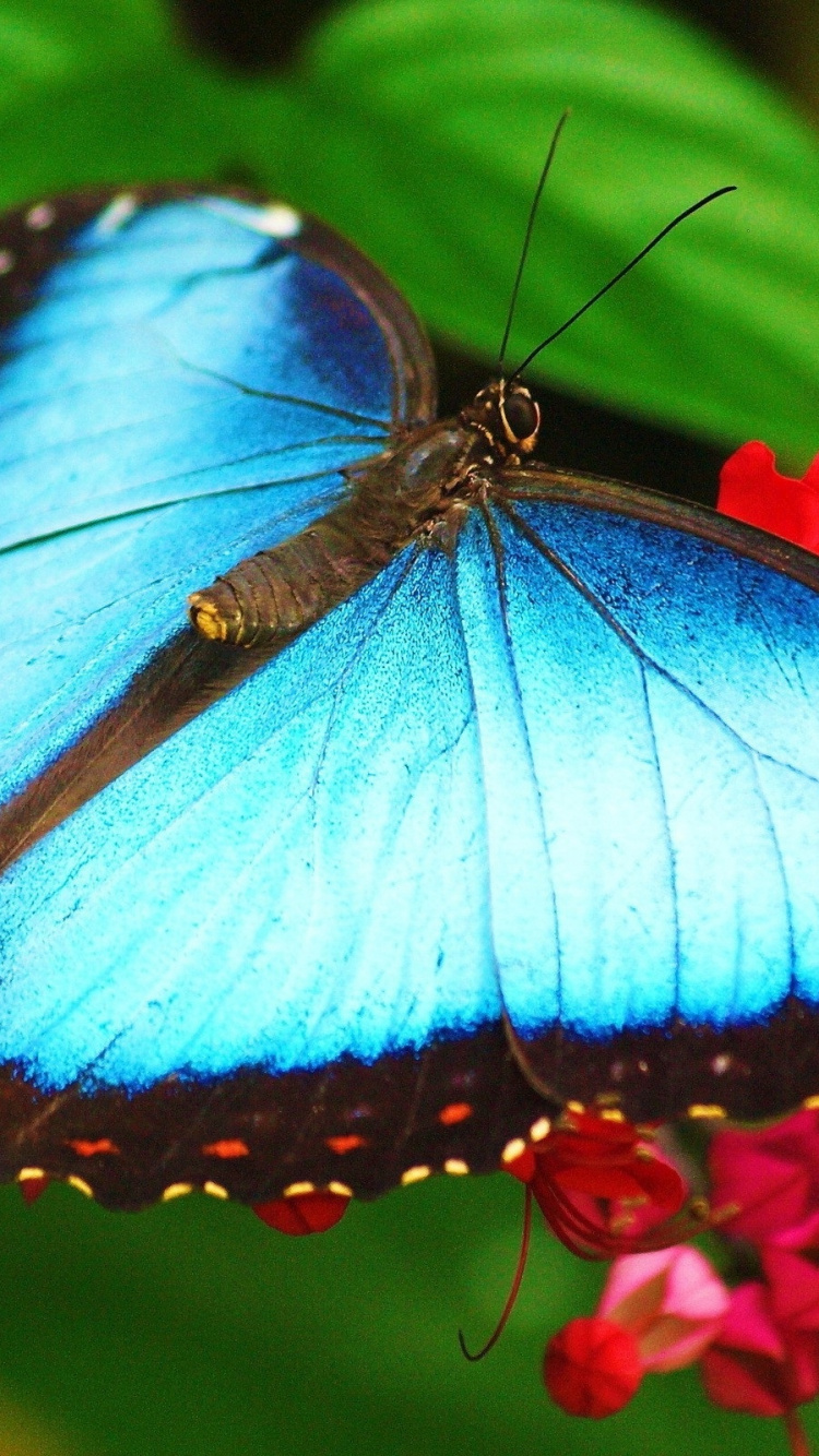 Blue and White Butterfly on Red Flower. Wallpaper in 750x1334 Resolution
