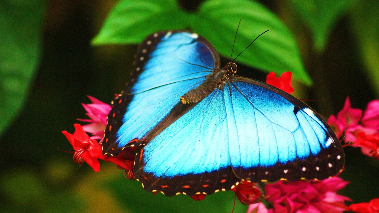 Blau-weißer Schmetterling Auf Roter Blume. Wallpaper in 1280x720 Resolution