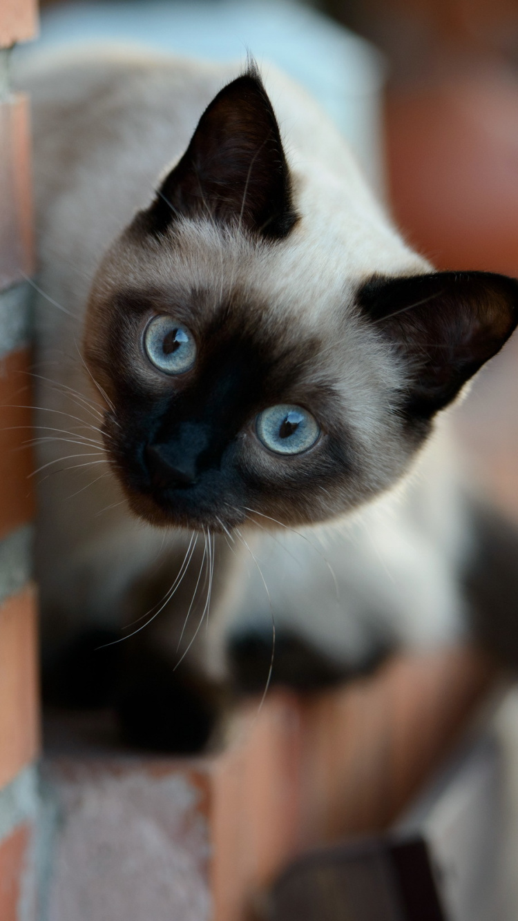 Black and White Cat on Brown Brick Wall. Wallpaper in 750x1334 Resolution