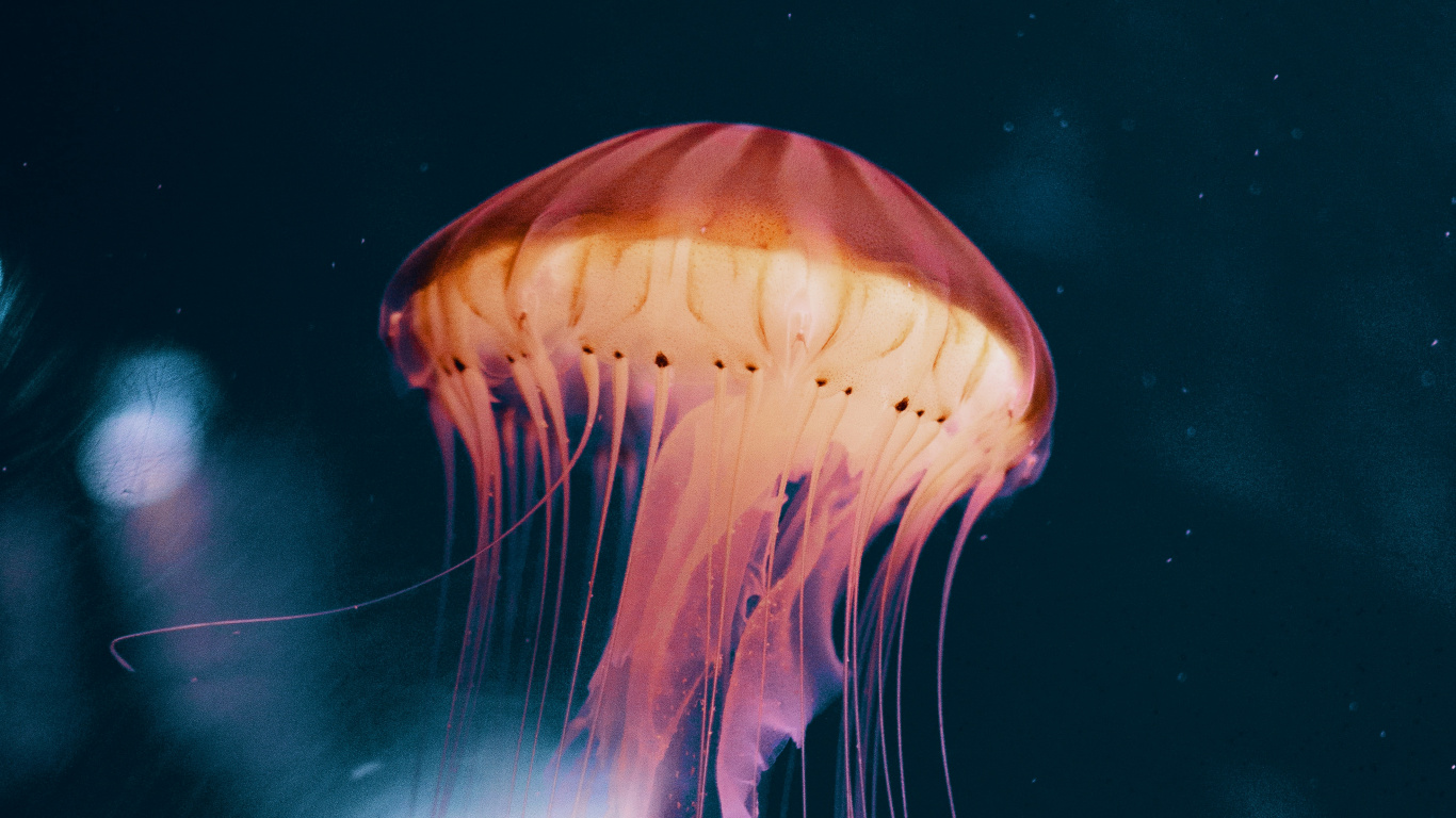 Blue Jellyfish in Water in Close up Photography. Wallpaper in 1366x768 Resolution