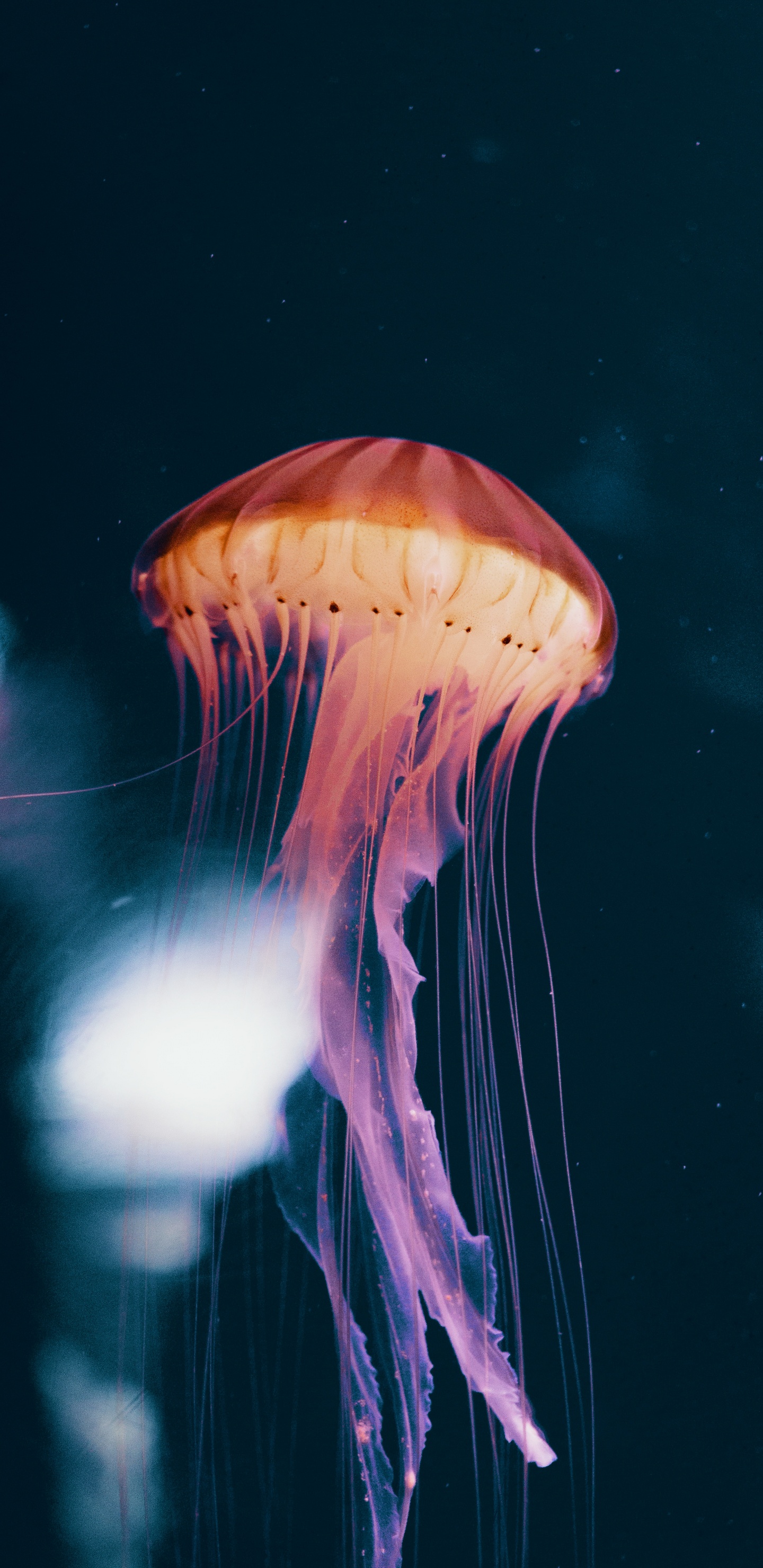 Blue Jellyfish in Water in Close up Photography. Wallpaper in 1440x2960 Resolution