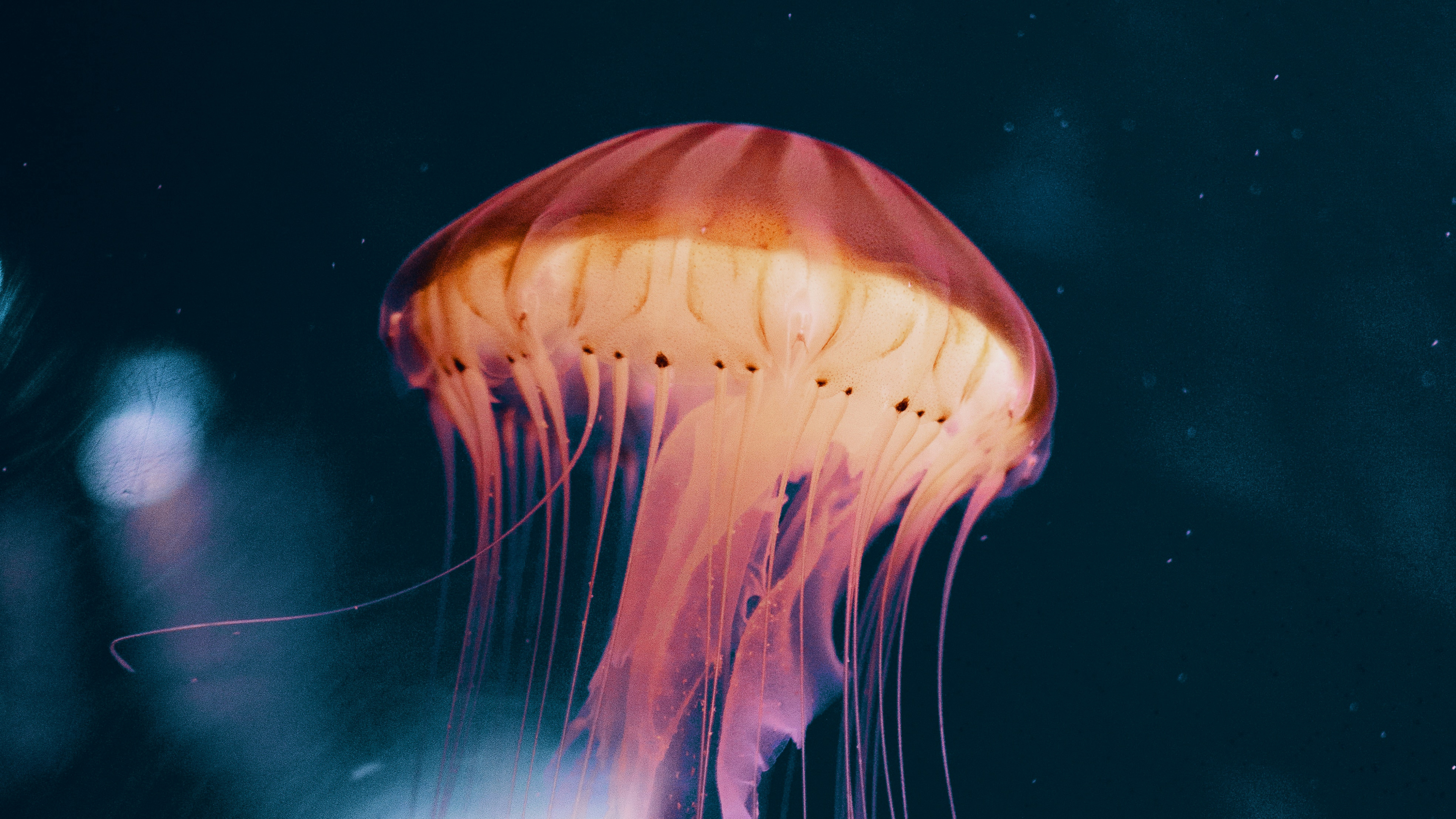 Blue Jellyfish in Water in Close up Photography. Wallpaper in 3840x2160 Resolution