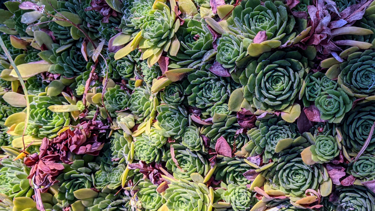 Produce, Green, Purple, Leaf Vegetable, Vegetable. Wallpaper in 1280x720 Resolution