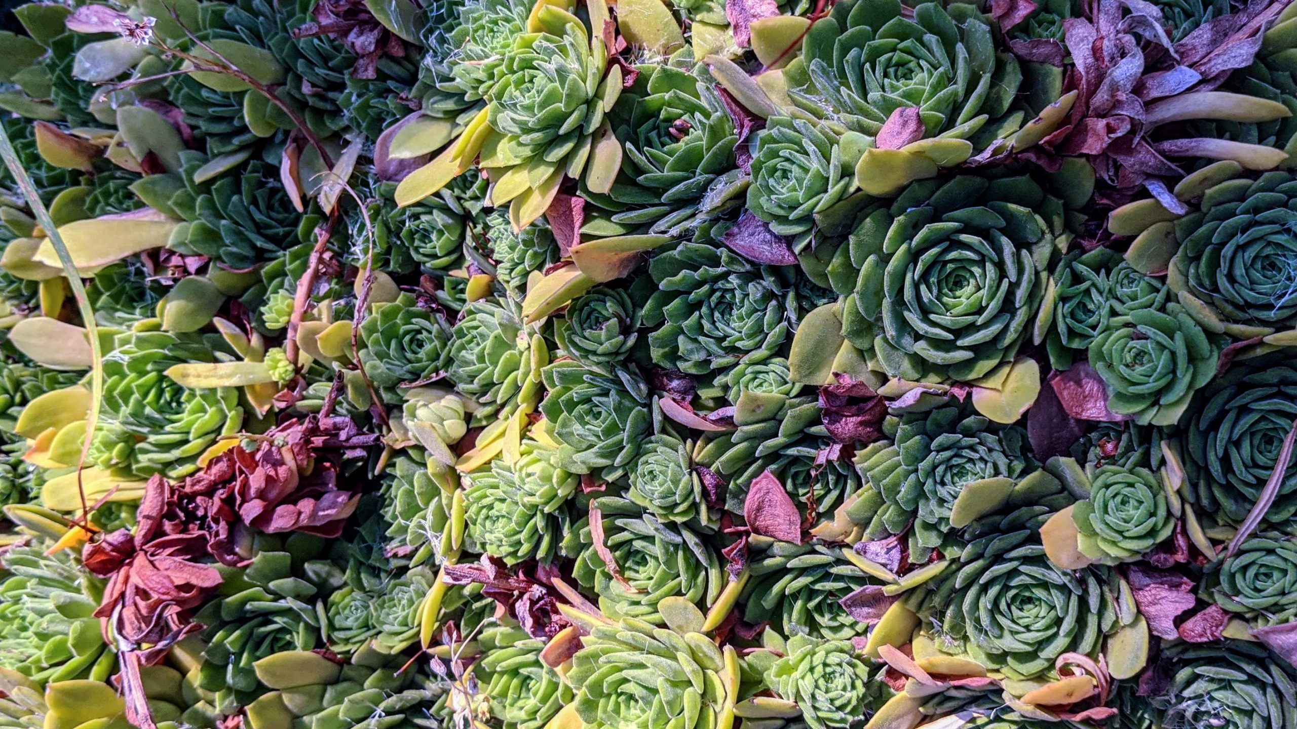 Produce, Green, Purple, Leaf Vegetable, Vegetable. Wallpaper in 2560x1440 Resolution