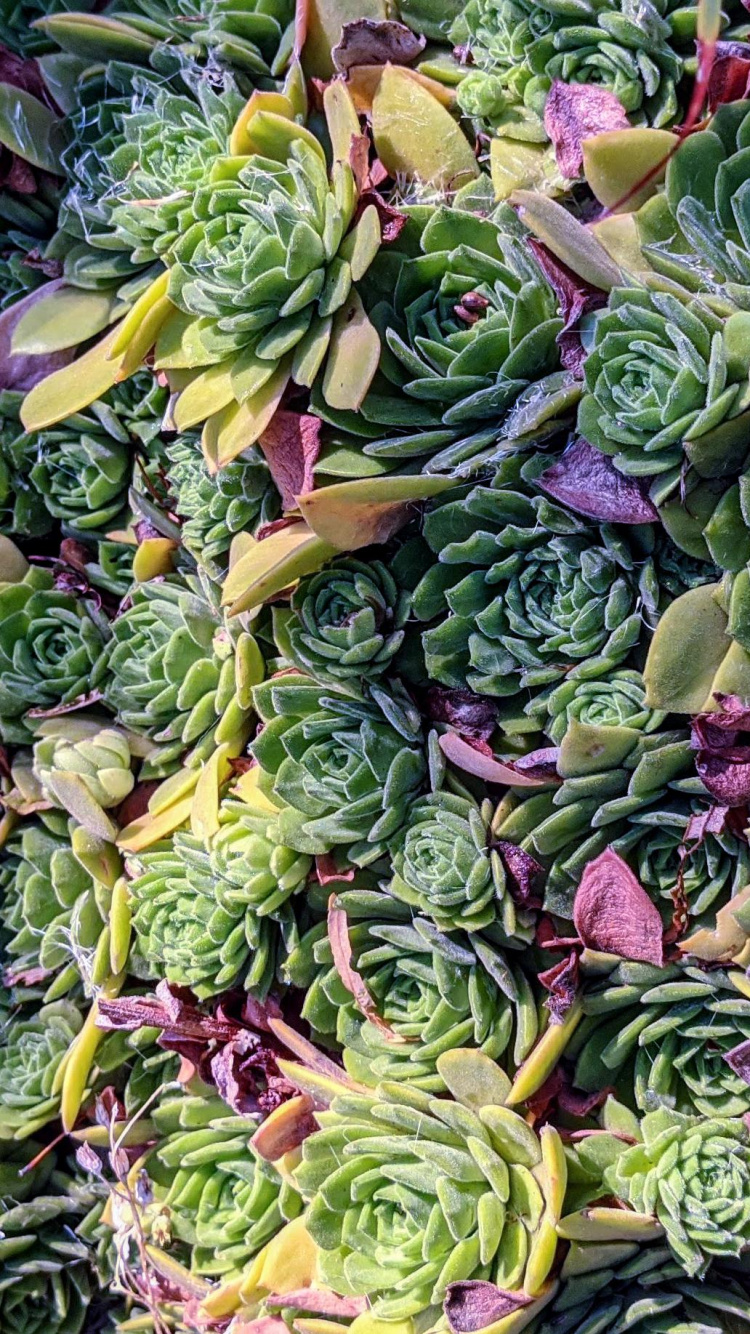 Producir, Verde, Morado, Hoja Vegetal, Vegetal. Wallpaper in 750x1334 Resolution