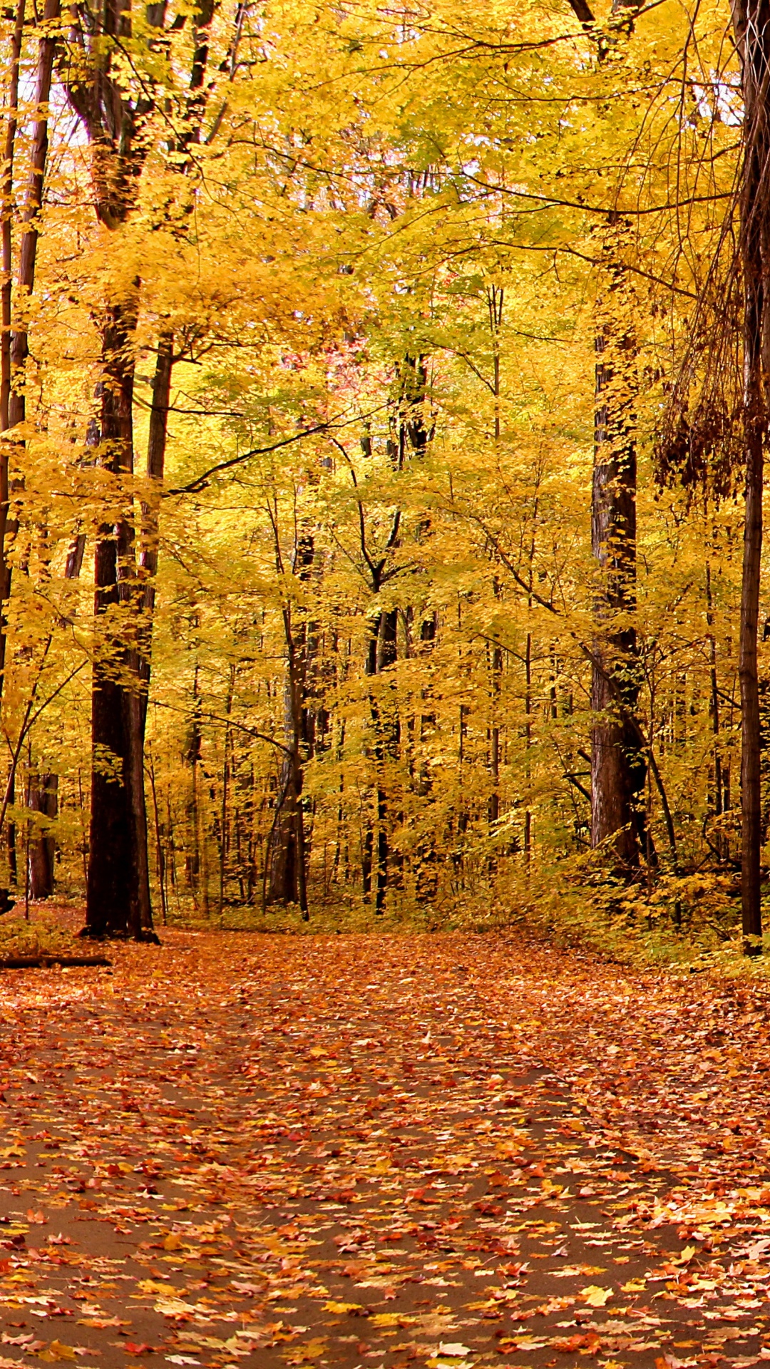 Brown Wooden Bench Surrounded by Brown Leaves on Ground. Wallpaper in 1080x1920 Resolution