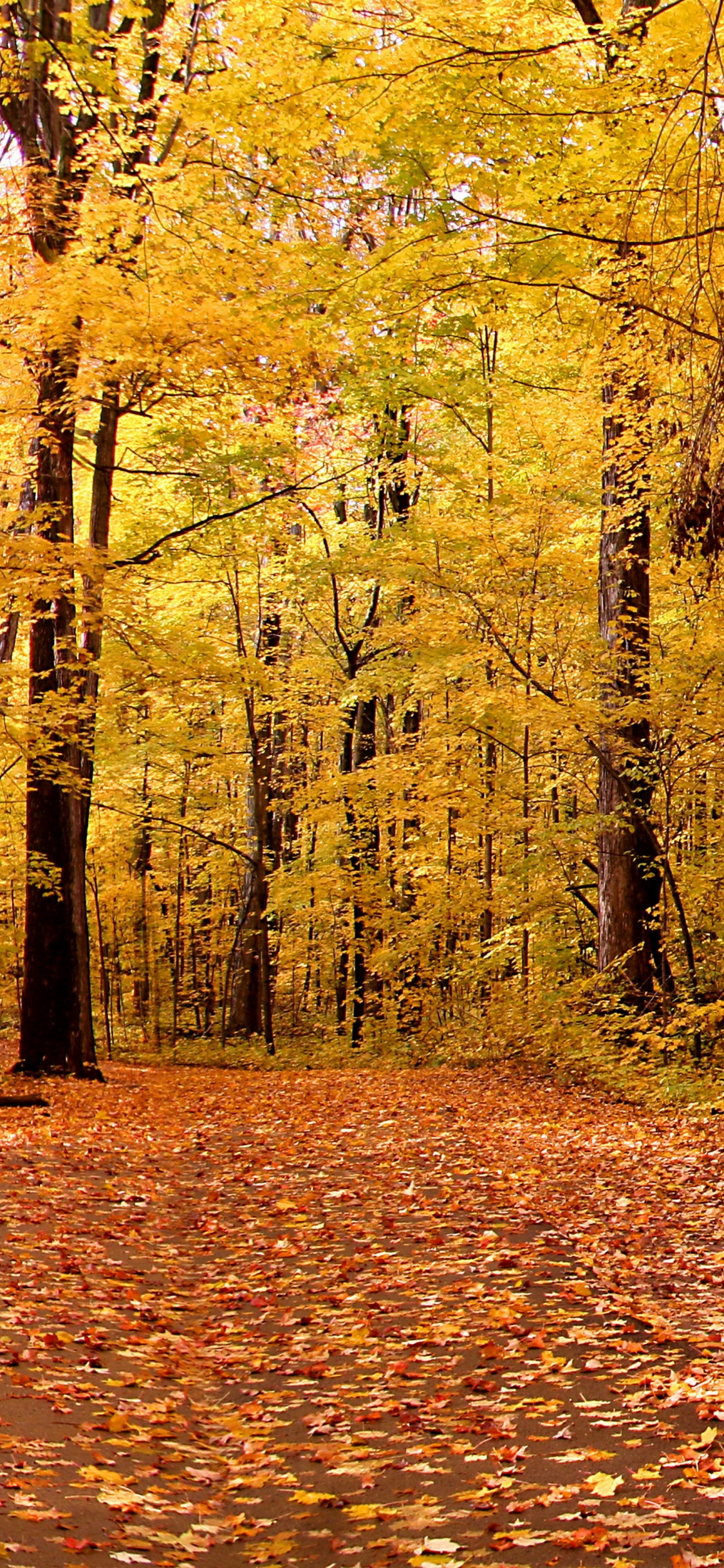 Brown Wooden Bench Surrounded by Brown Leaves on Ground. Wallpaper in 1125x2436 Resolution