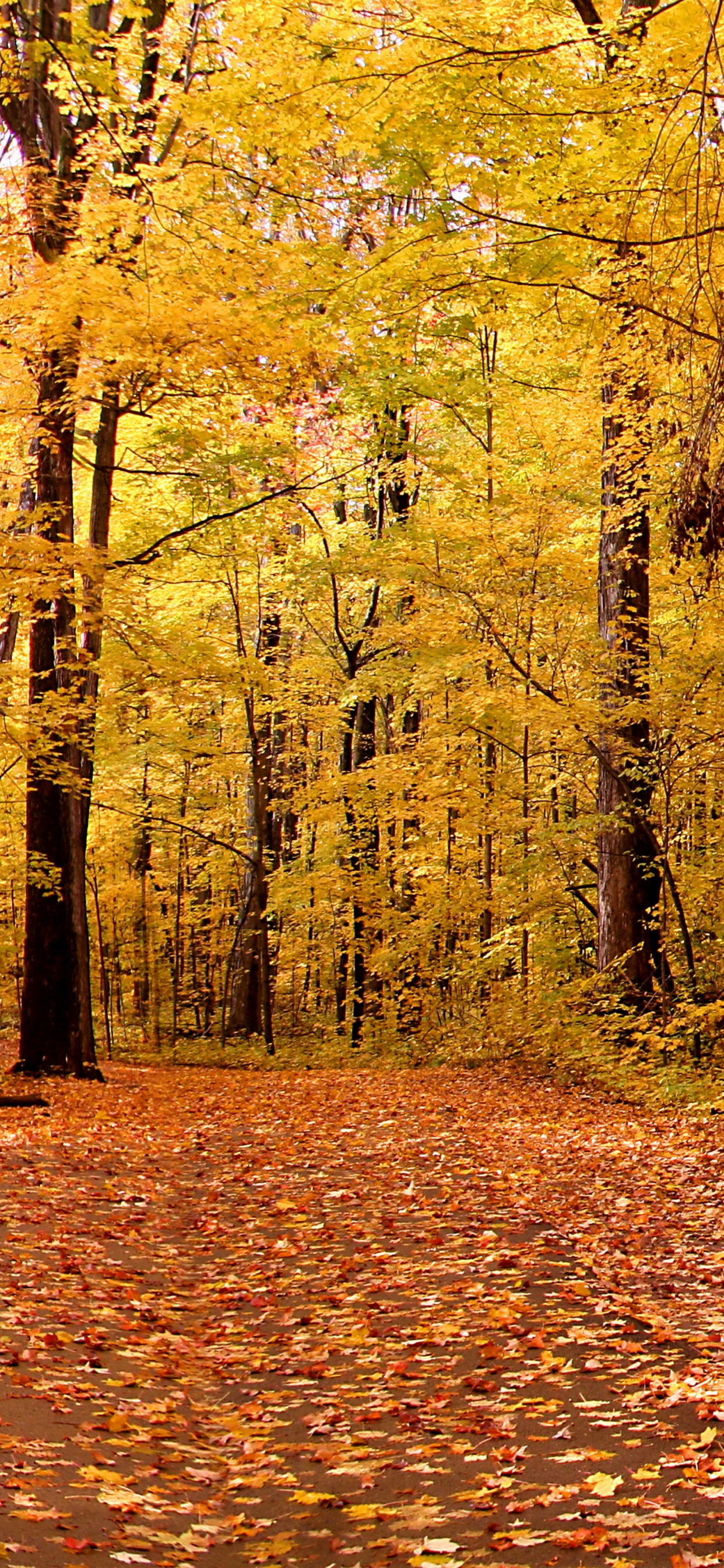 Brown Wooden Bench Surrounded by Brown Leaves on Ground. Wallpaper in 1242x2688 Resolution