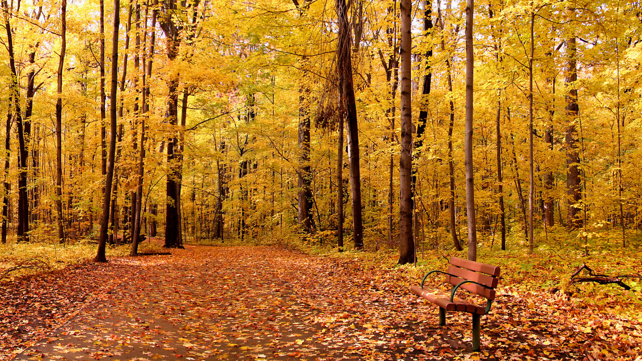 Brown Wooden Bench Surrounded by Brown Leaves on Ground. Wallpaper in 1280x720 Resolution