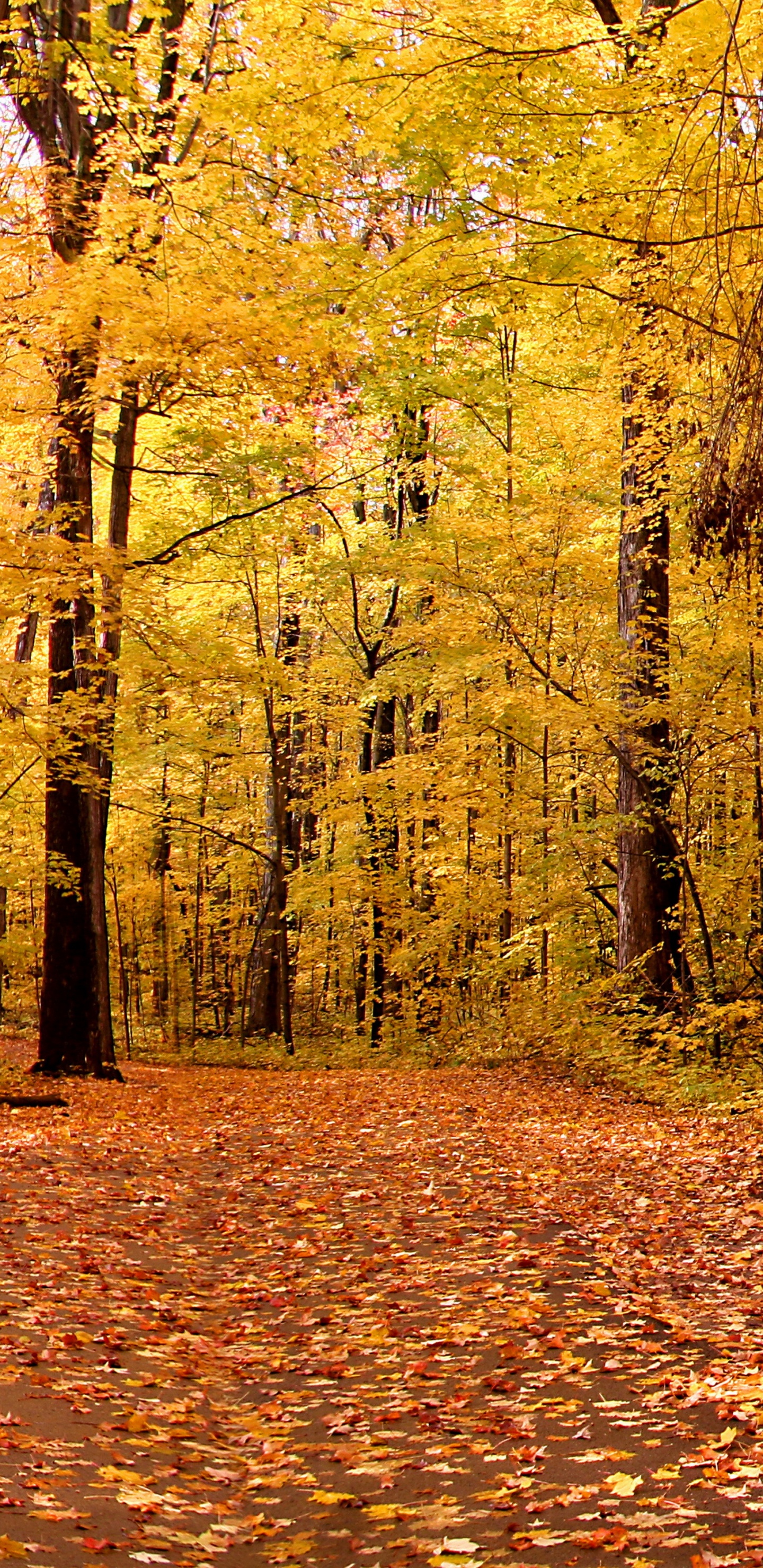 Brown Wooden Bench Surrounded by Brown Leaves on Ground. Wallpaper in 1440x2960 Resolution