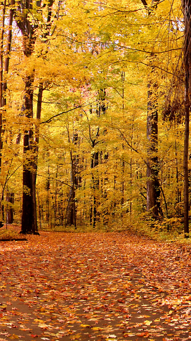 Brown Wooden Bench Surrounded by Brown Leaves on Ground. Wallpaper in 750x1334 Resolution