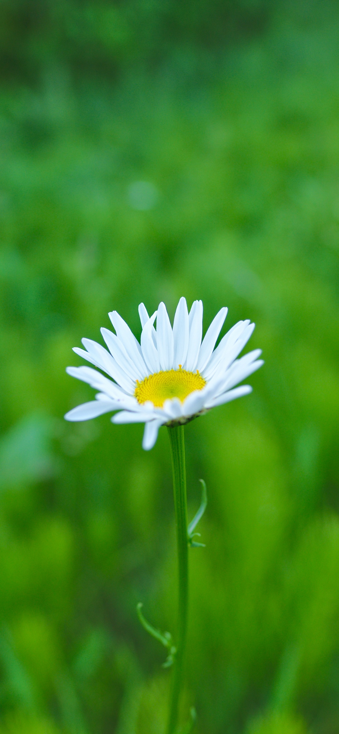 White Daisy in Bloom During Daytime. Wallpaper in 1125x2436 Resolution