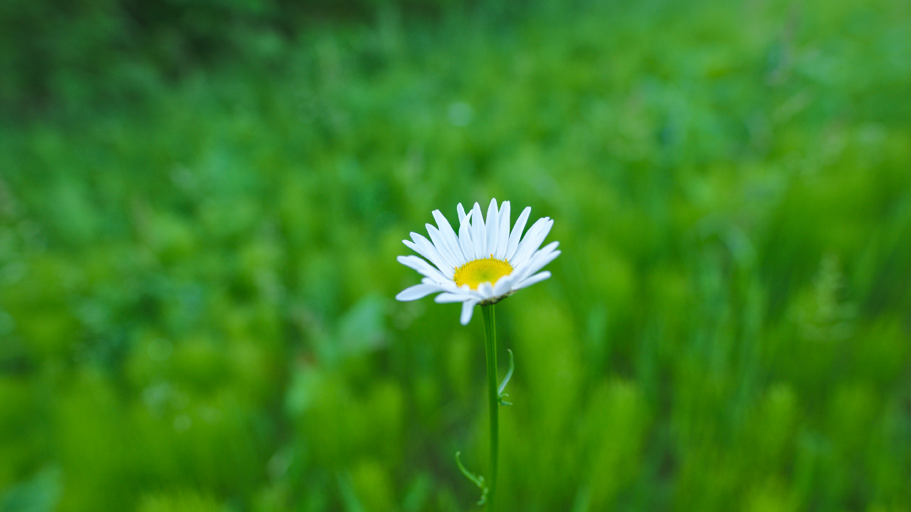 White Daisy in Bloom During Daytime. Wallpaper in 1280x720 Resolution