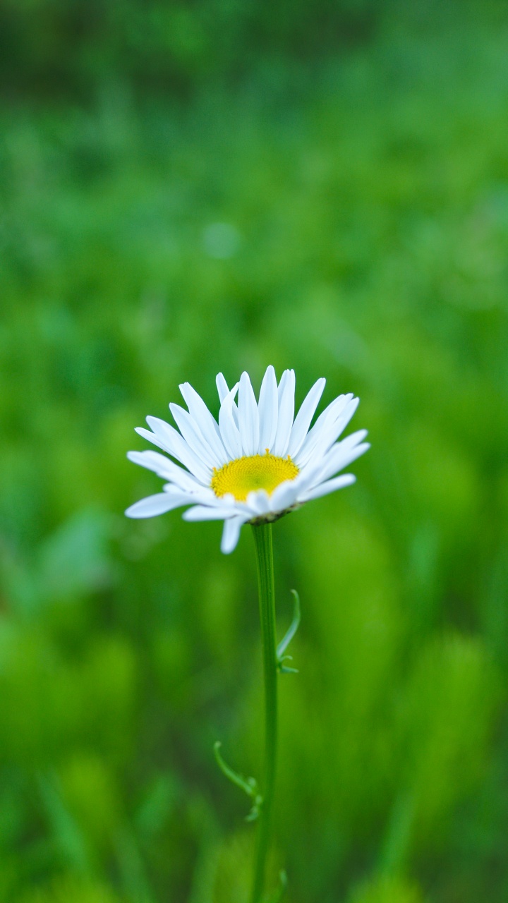 White Daisy in Bloom During Daytime. Wallpaper in 720x1280 Resolution