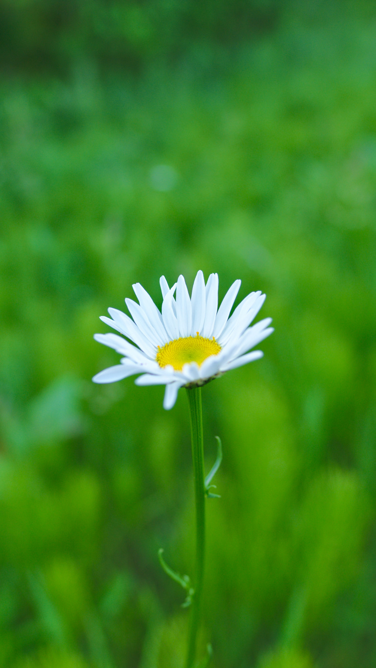 White Daisy in Bloom During Daytime. Wallpaper in 750x1334 Resolution