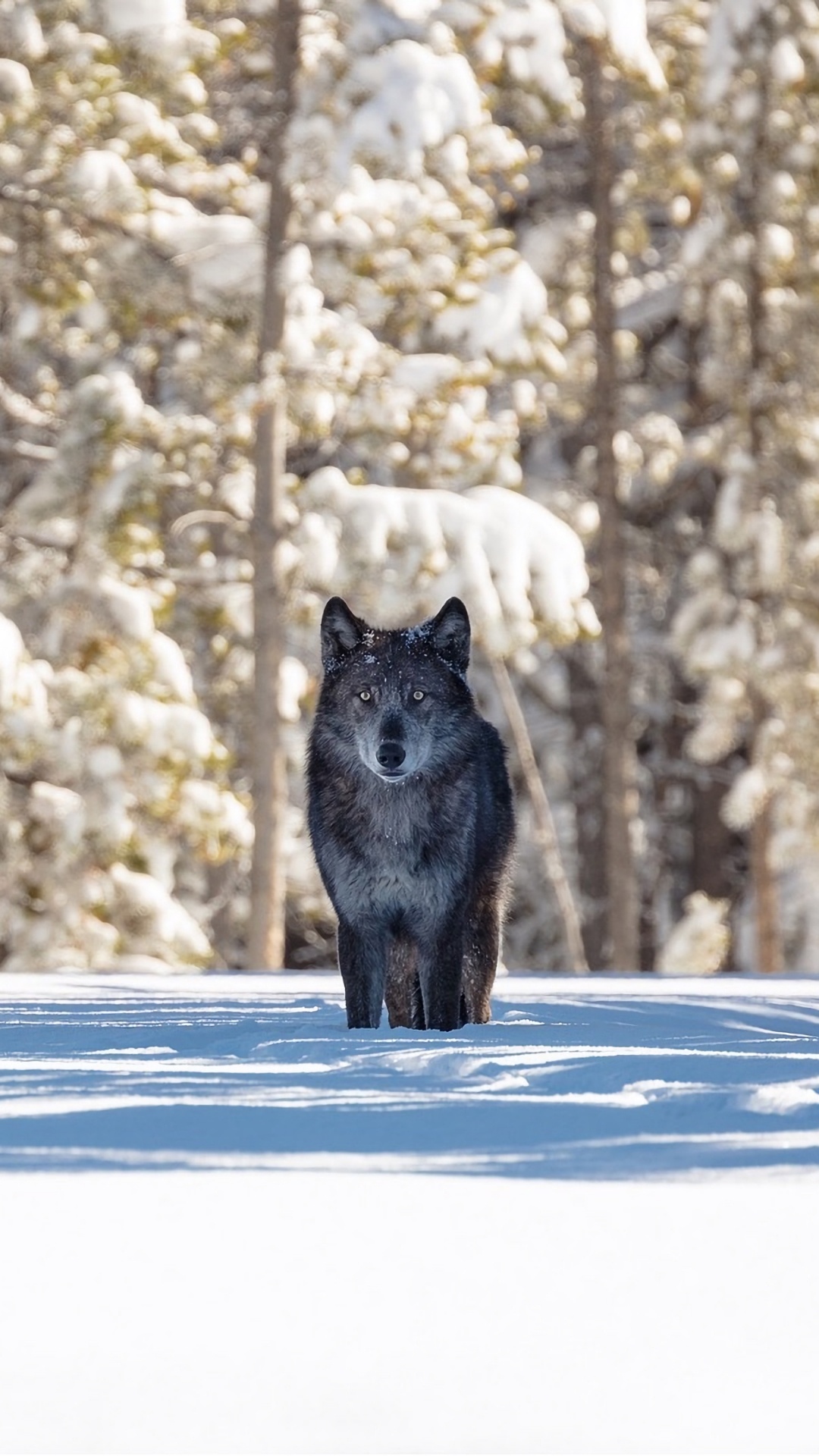 狼, 冬天, 野生动物, 熊, 冻结 壁纸 1080x1920 允许