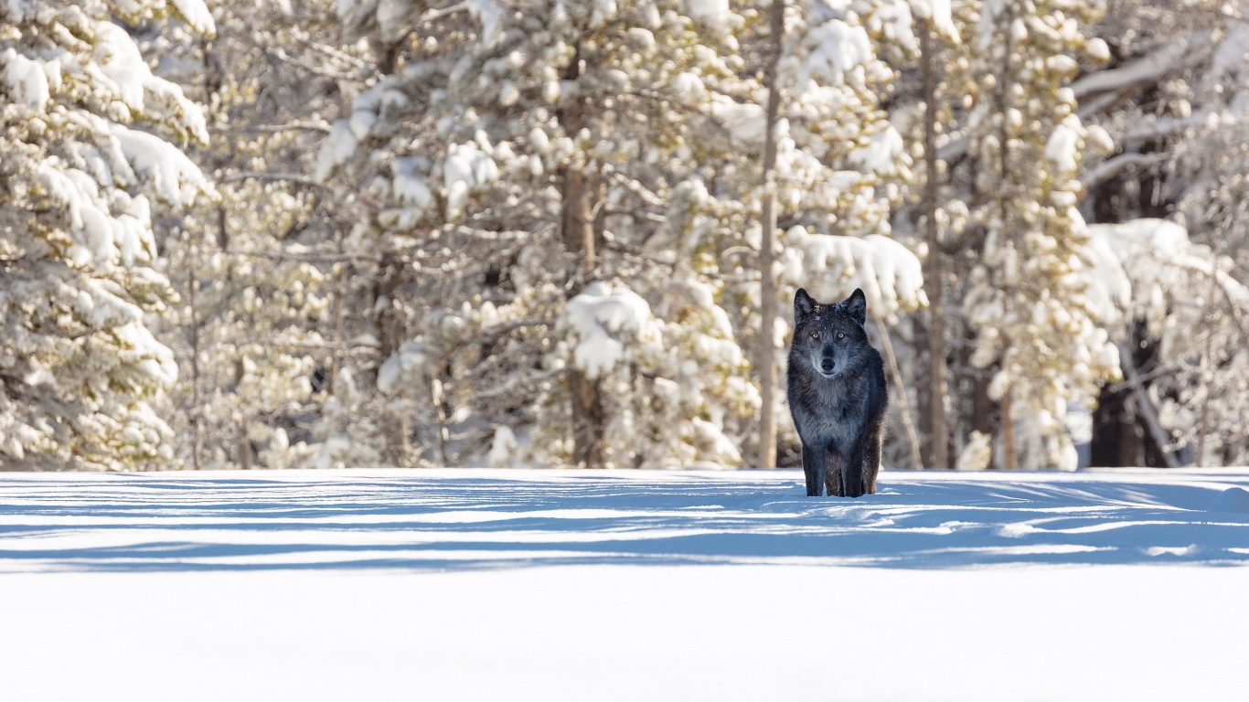 狼, 冬天, 野生动物, 熊, 冻结 壁纸 1366x768 允许