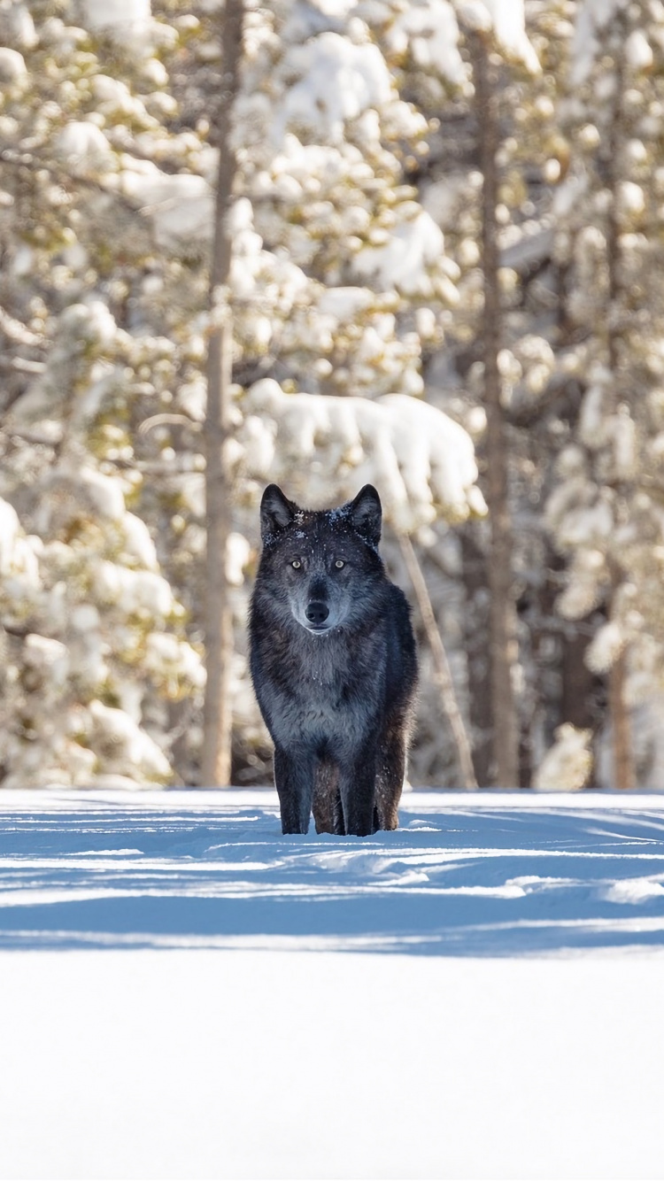 狼, 冬天, 野生动物, 熊, 冻结 壁纸 750x1334 允许