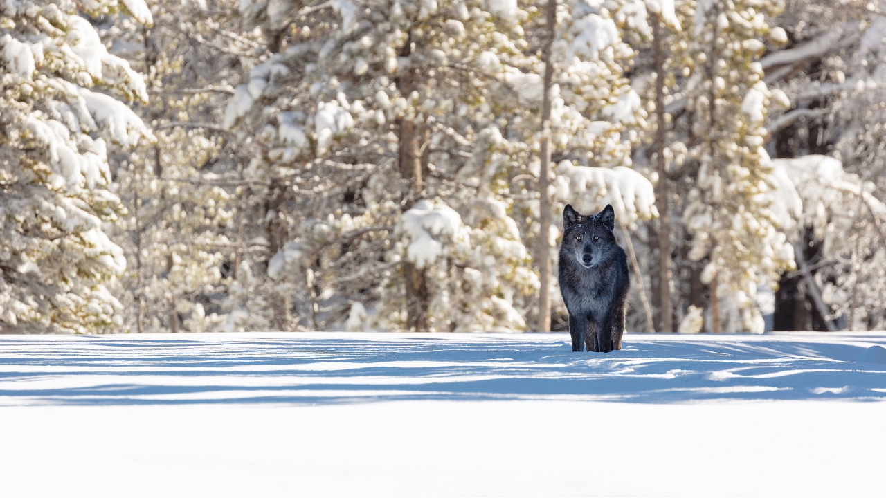 Schwarze Katze Auf Schneebedecktem Boden Tagsüber. Wallpaper in 1280x720 Resolution