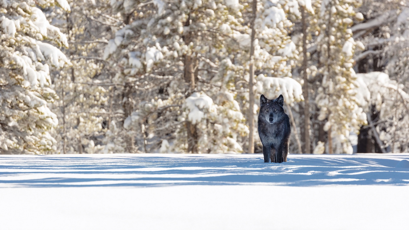 Schwarze Katze Auf Schneebedecktem Boden Tagsüber. Wallpaper in 1366x768 Resolution