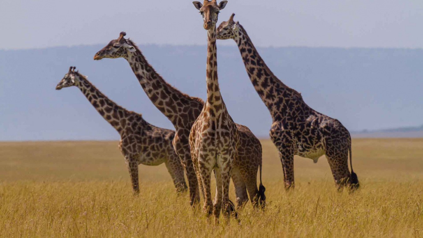 Three Giraffes on Brown Grass Field During Daytime. Wallpaper in 1366x768 Resolution