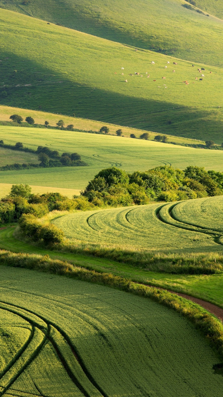 Green Grass Field During Daytime. Wallpaper in 720x1280 Resolution