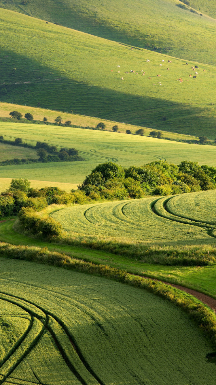 Green Grass Field During Daytime. Wallpaper in 750x1334 Resolution