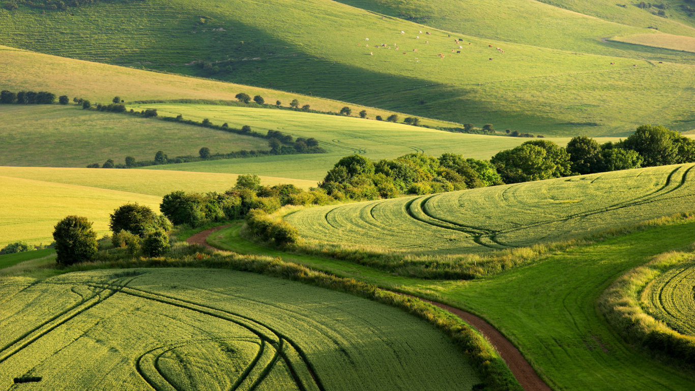 Tagsüber Grüne Wiese. Wallpaper in 1366x768 Resolution