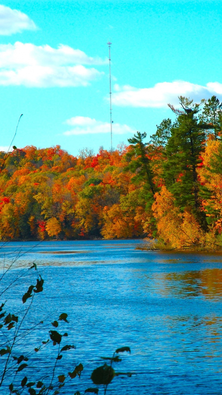 Tagsüber Rote Und Grüne Bäume Neben Dem Gewässer. Wallpaper in 750x1334 Resolution