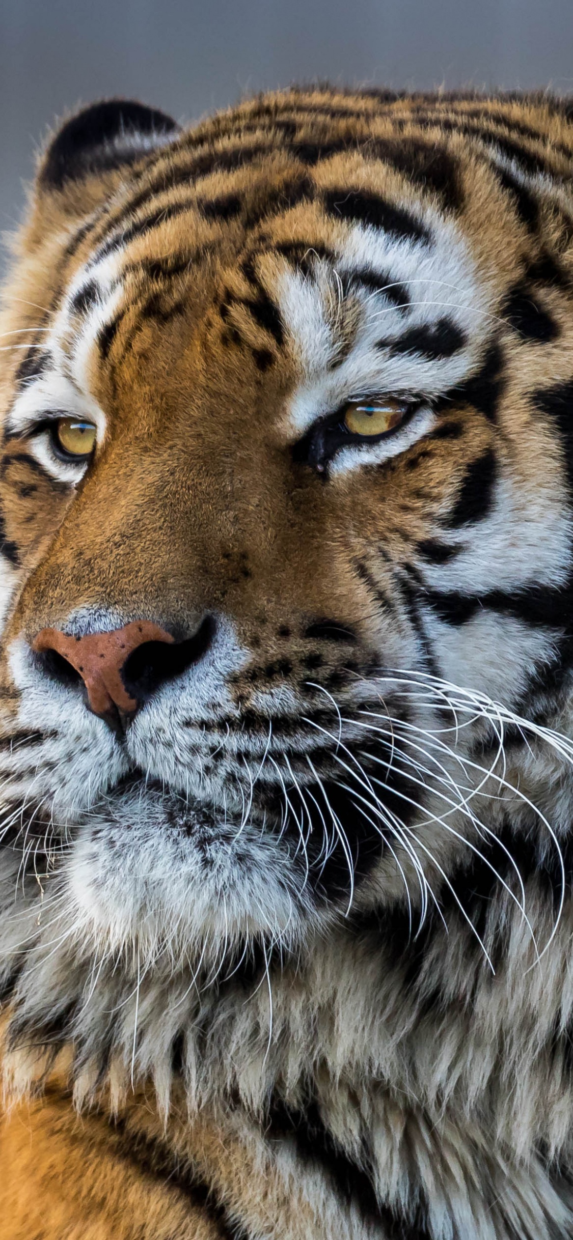 Tigre Marrón y Negro Sobre Fondo Marrón. Wallpaper in 1125x2436 Resolution