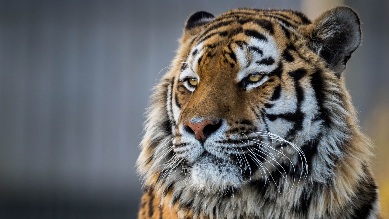 Tigre Marrón y Negro Sobre Fondo Marrón. Wallpaper in 1280x720 Resolution