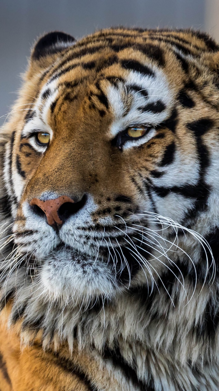 Brown and Black Tiger on Brown Ground. Wallpaper in 720x1280 Resolution