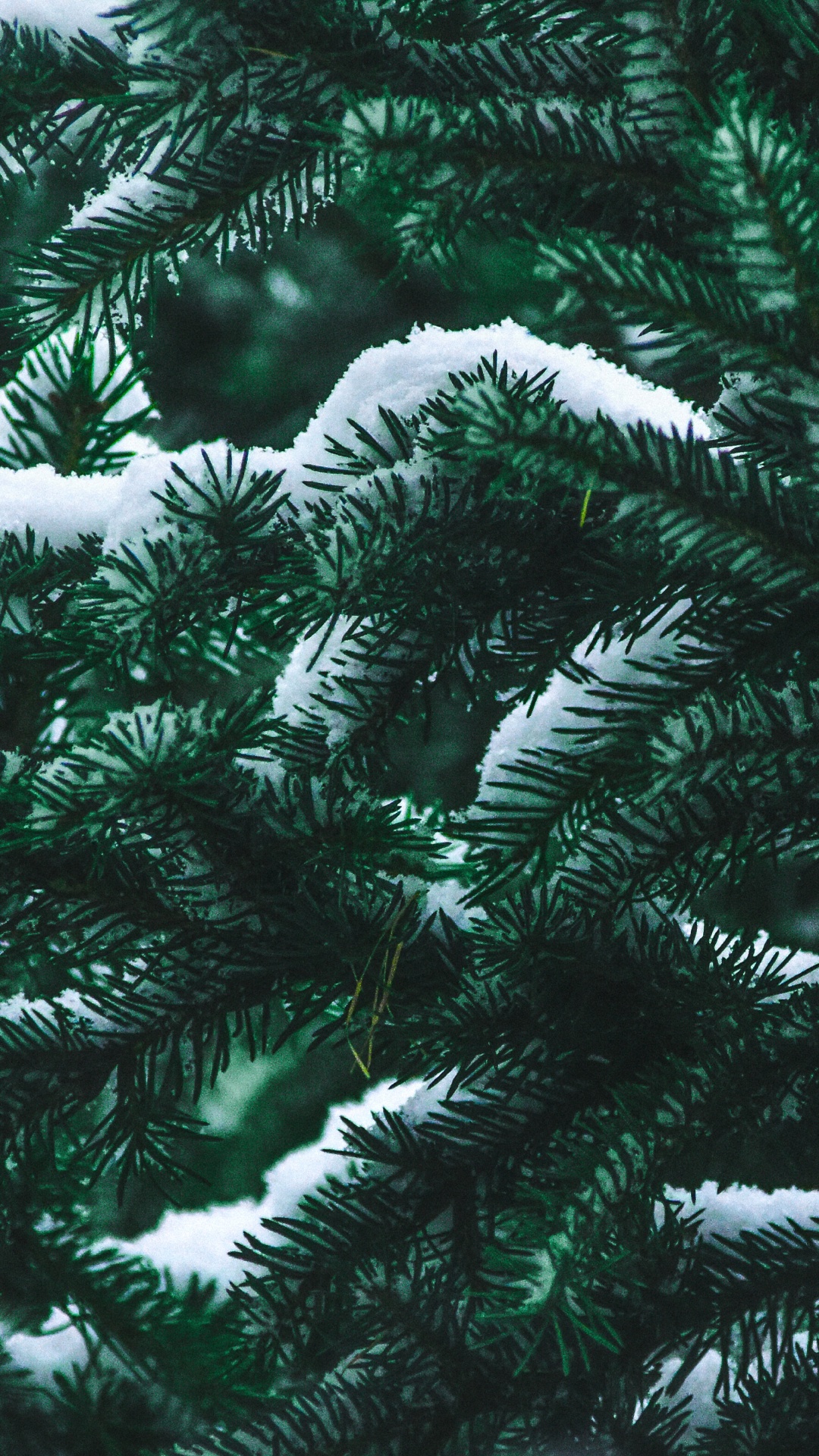Spruce, Fir, Tree, Columbian Spruce, Yellow Fir. Wallpaper in 1080x1920 Resolution