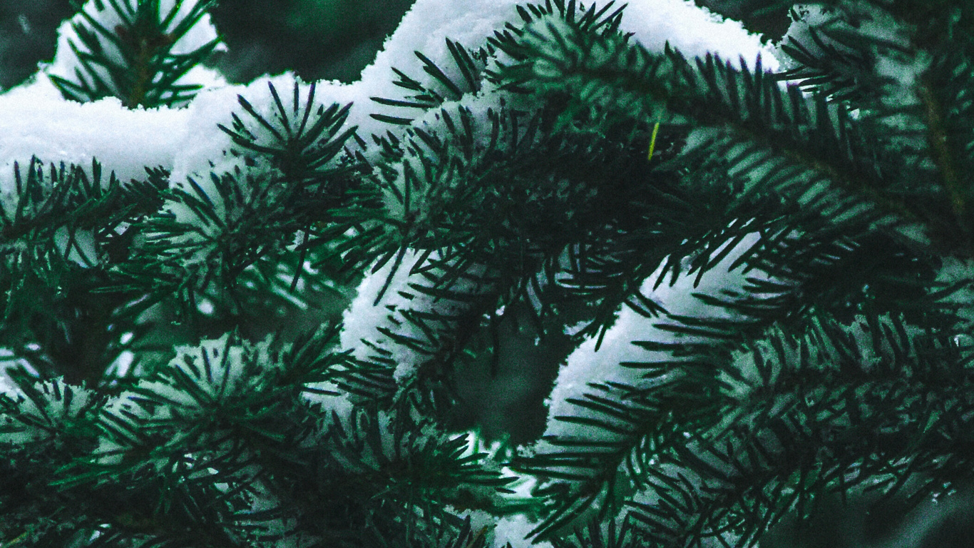 Spruce, Fir, Tree, Columbian Spruce, Yellow Fir. Wallpaper in 1366x768 Resolution