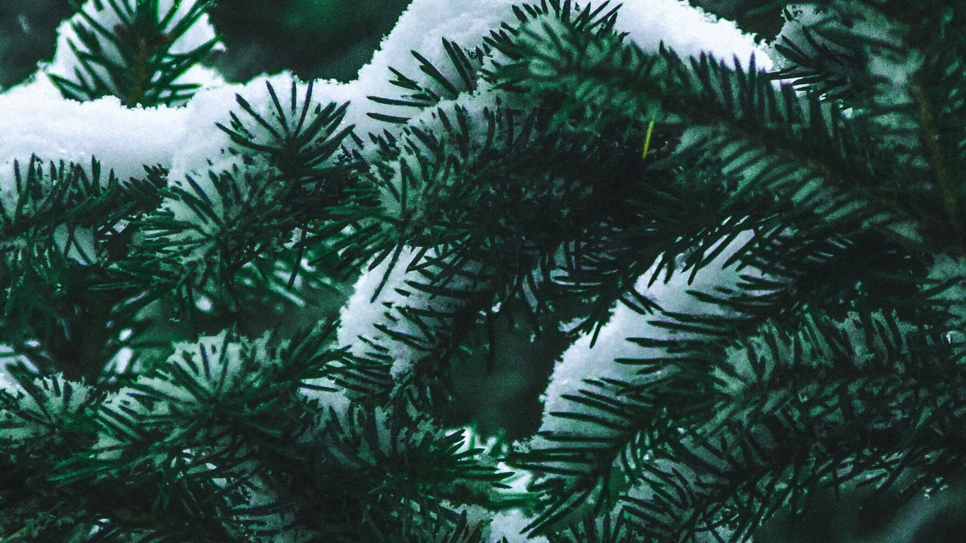 Spruce, Fir, Tree, Columbian Spruce, Yellow Fir. Wallpaper in 1920x1080 Resolution
