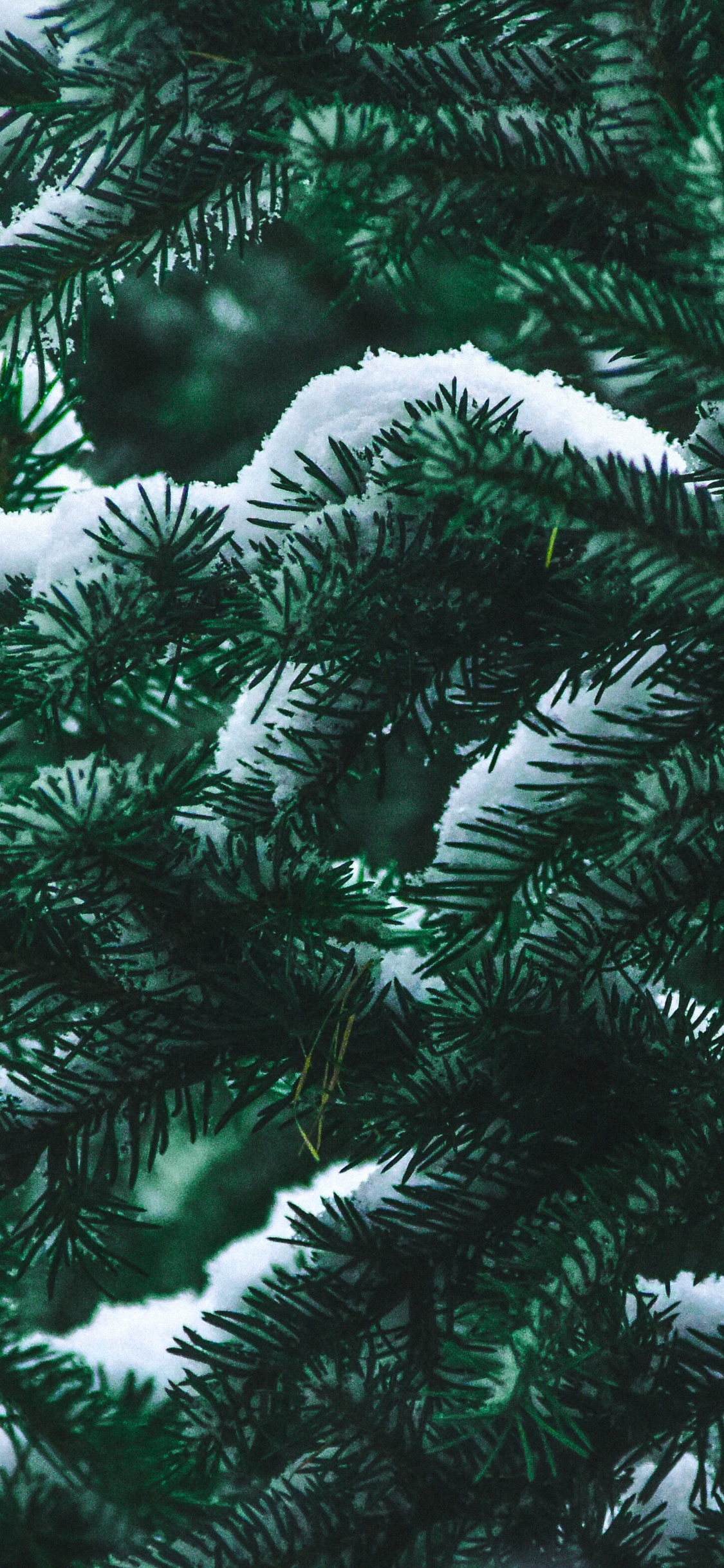 Colombiano de Abeto, Amarillo Fir, Canadiense Fir, Colorado Abeto, en Pino Oregón. Wallpaper in 1125x2436 Resolution