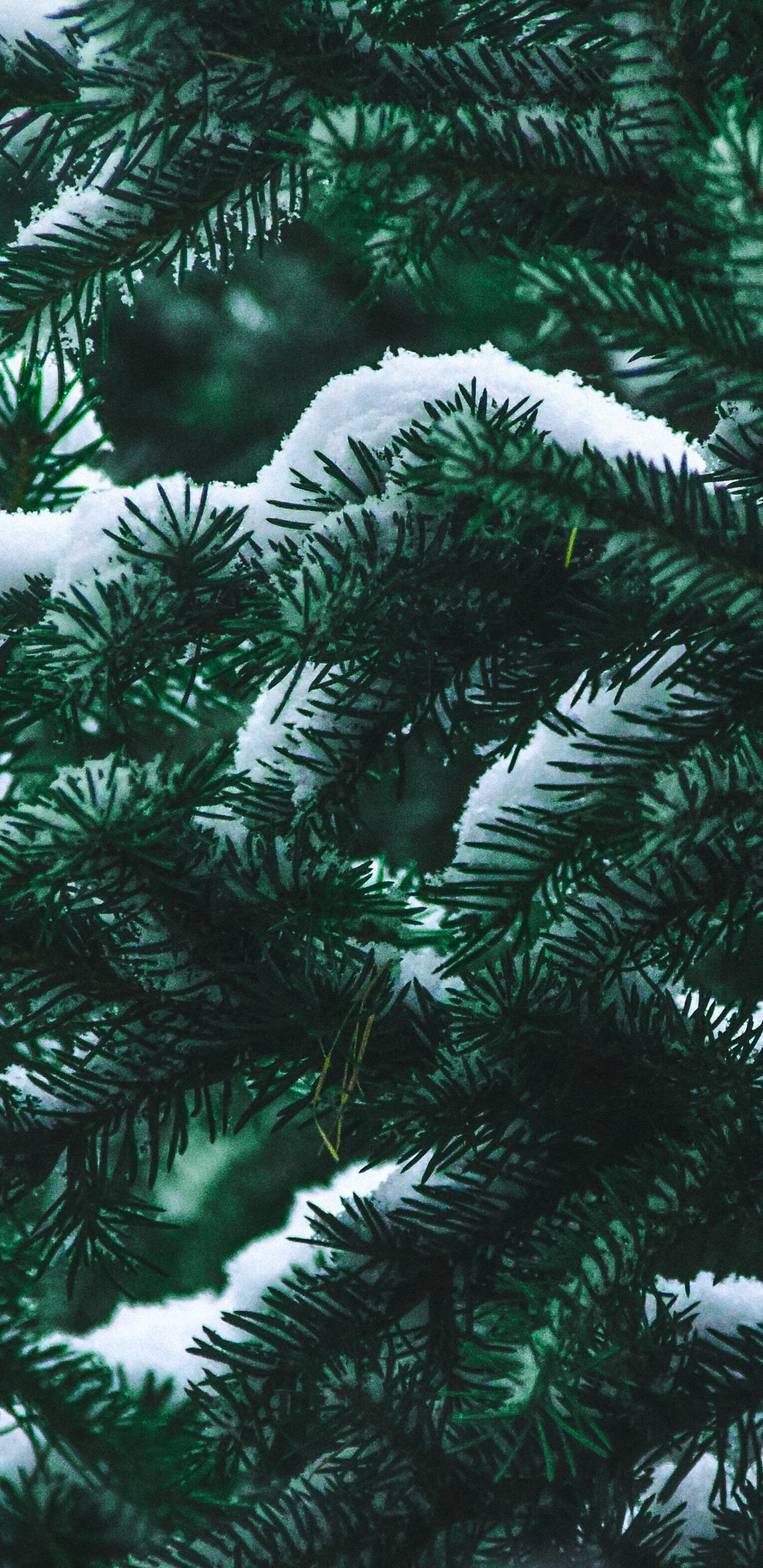 Fichte, Fir, Baum, Columbian Fichte, Gelb Tanne. Wallpaper in 1440x2960 Resolution