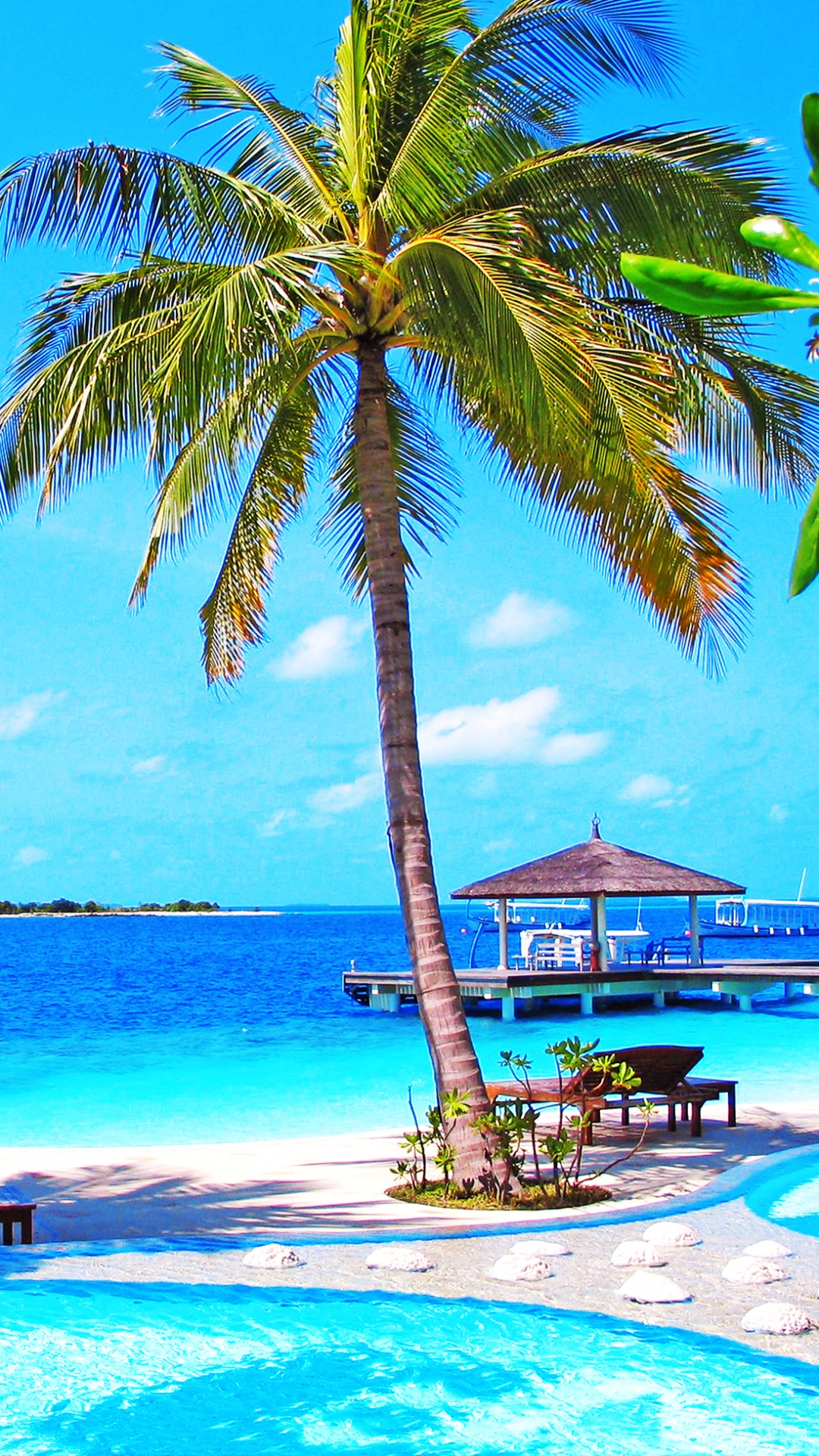 Palmier Près du Plan D'eau Pendant la Journée. Wallpaper in 1080x1920 Resolution