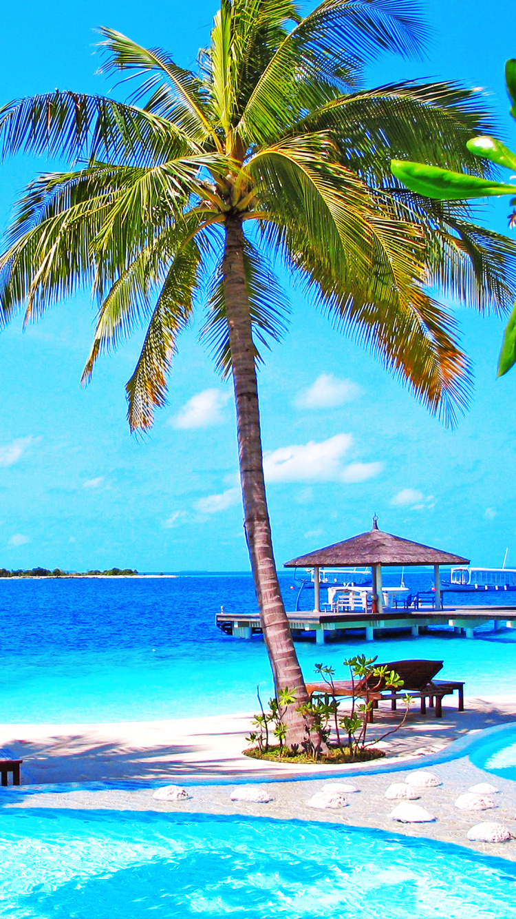 Palm Tree Near Body of Water During Daytime. Wallpaper in 750x1334 Resolution