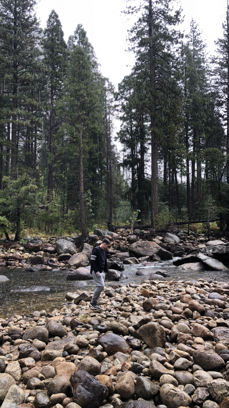 Rock, Lit de Cours D'eau, Soubassement, Galet, Forêt. Wallpaper in 750x1334 Resolution