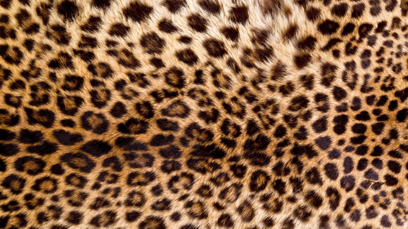 Textil de Leopardo Blanco y Negro. Wallpaper in 1366x768 Resolution