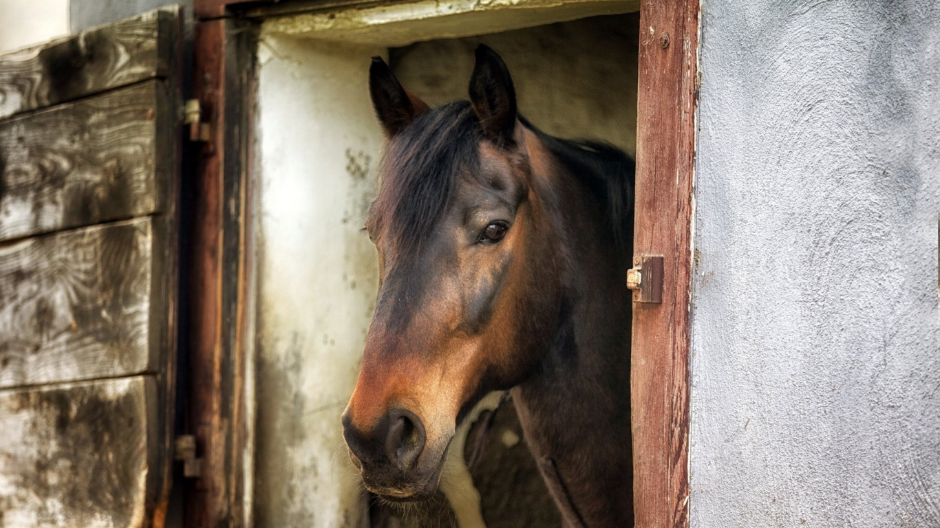 Brown Horse in Brown Wooden Cage. Wallpaper in 1366x768 Resolution