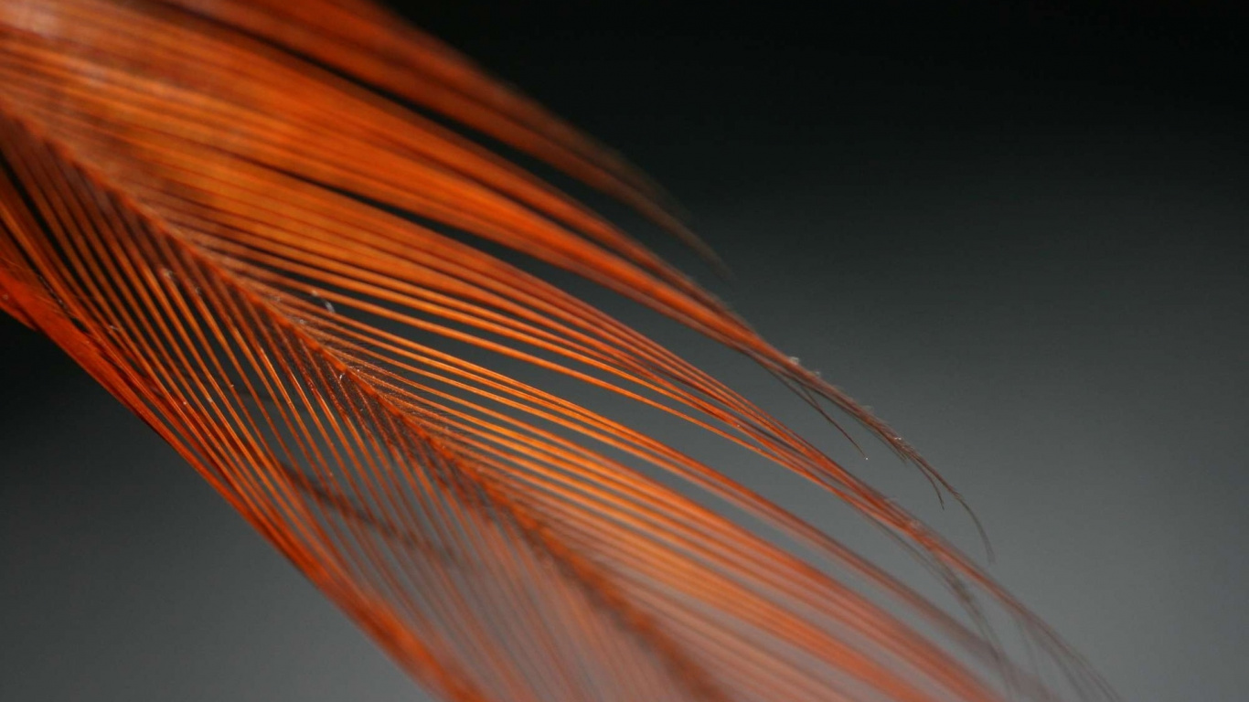 Braune Und Weiße Linie Abbildung. Wallpaper in 1366x768 Resolution