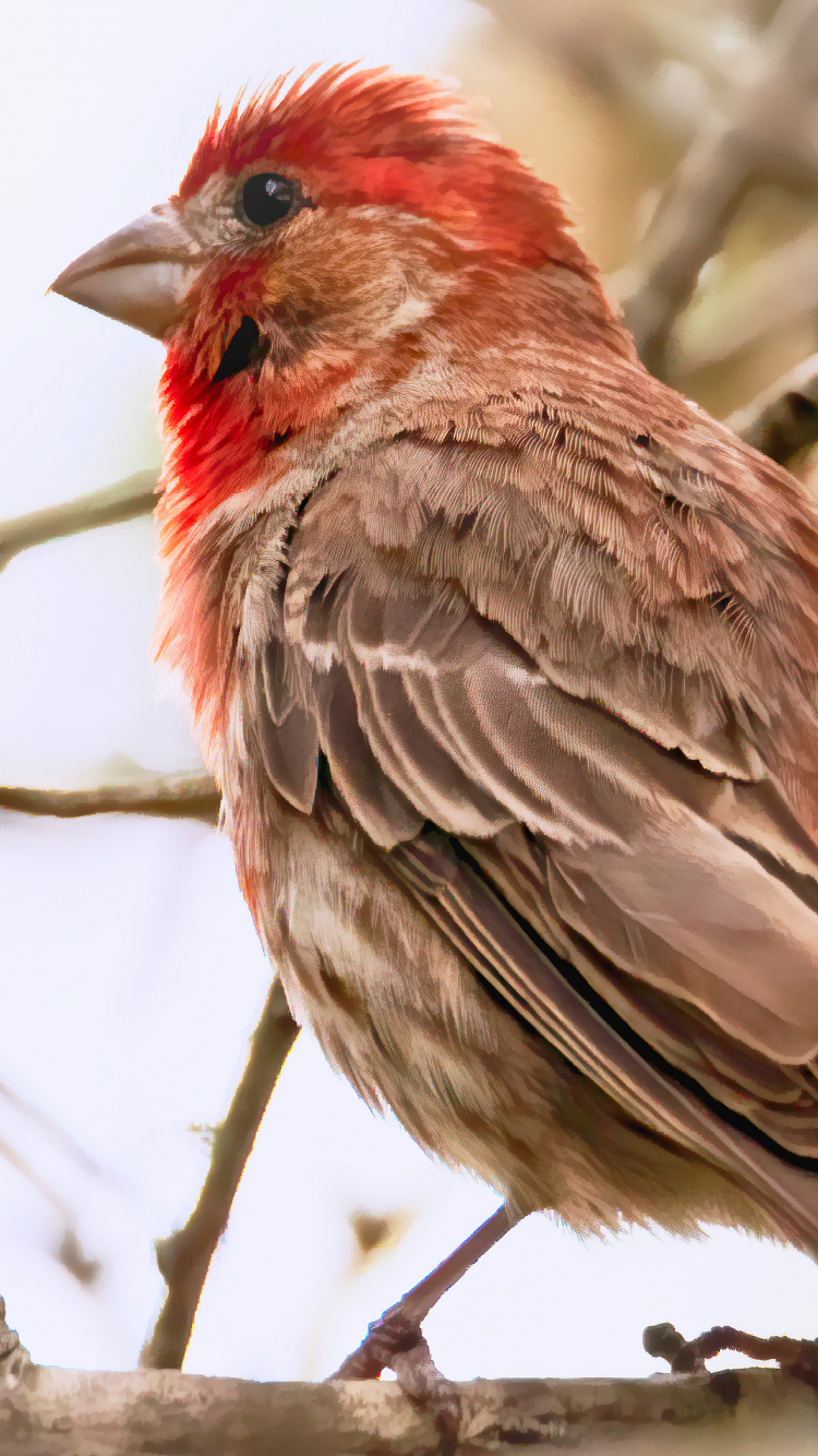 Oiseau Brun et Rouge Sur Une Branche D'arbre. Wallpaper in 750x1334 Resolution