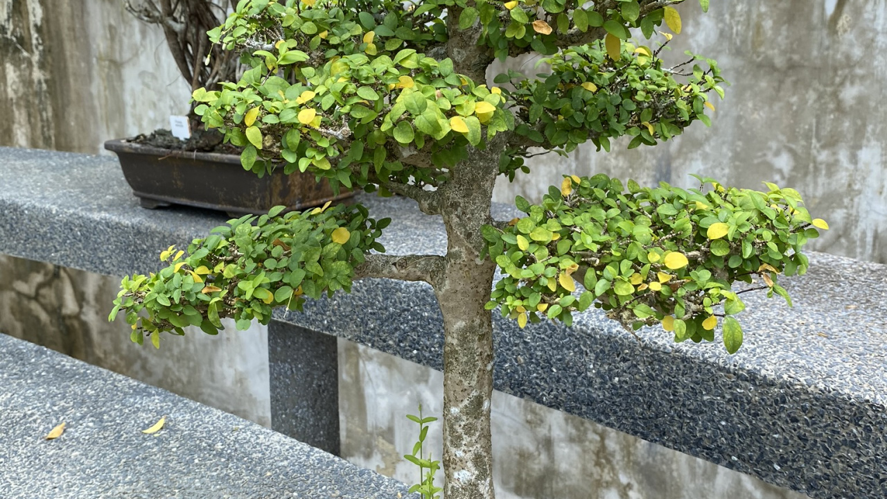 Tree, Chinese Sweet Plum, Leaf, Bonsai, Plants. Wallpaper in 1280x720 Resolution