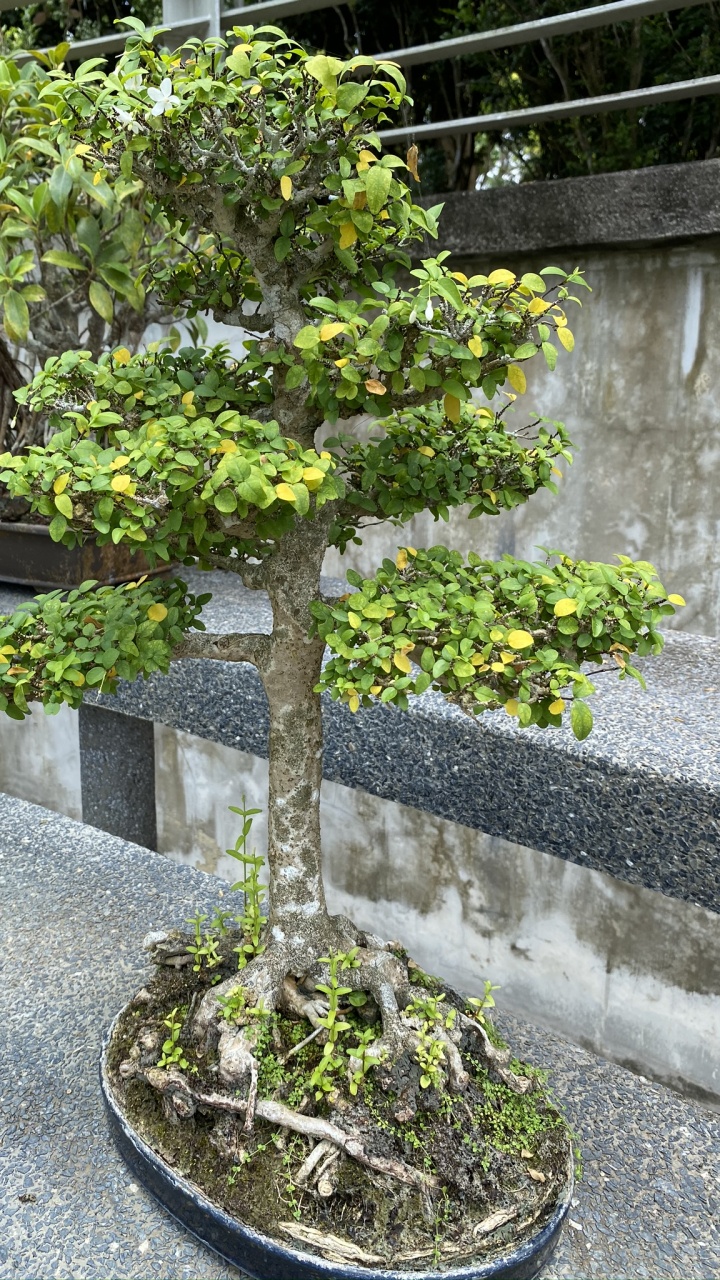 Tree, Chinese Sweet Plum, Leaf, Bonsai, Plants. Wallpaper in 720x1280 Resolution